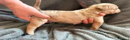 American Bully dogs for sale: ABKC REGISTERED Pocket bullz - Advert 26