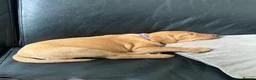 Labrador Retriever dogs for sale: Dark fox red Labrador puppies in Newcastle upon Tyne - Advert 4