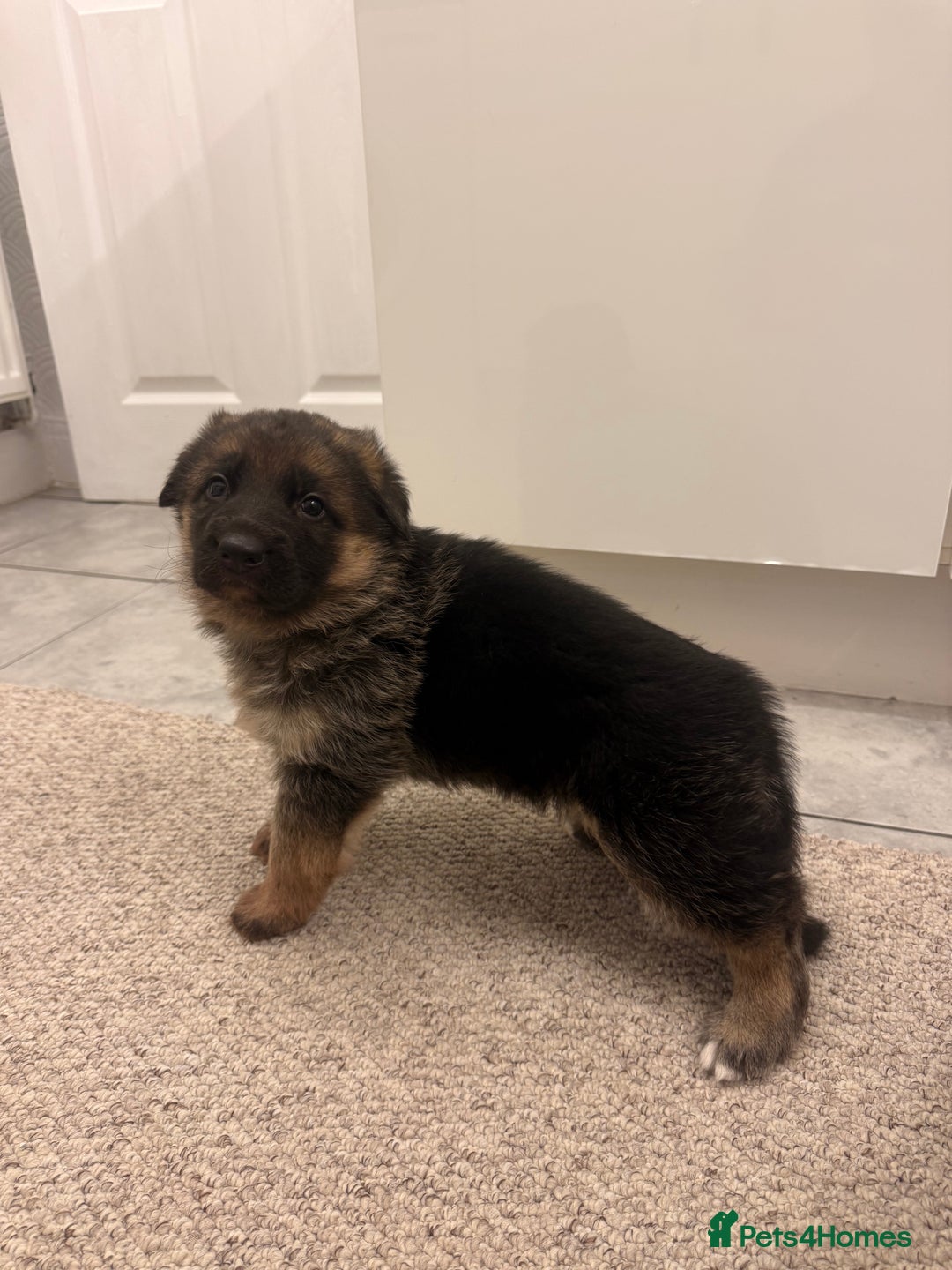 German Shepherd dogs for sale: German shepherd puppys kc pedigreepureblood line p - Advert 5