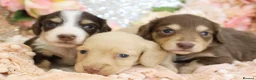 Miniature Dachshund dogs for sale: KC Longhair Miniature Dachshund Puppies in Wisbech - Advert 2