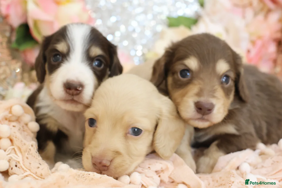 Miniature Dachshund dogs for sale: KC Longhair Miniature Dachshund Puppies in Wisbech - Advert 2