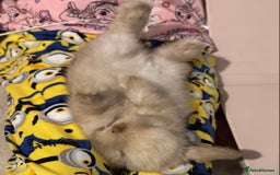 Mini Lop rabbits for sale: Buck  - Advert 3