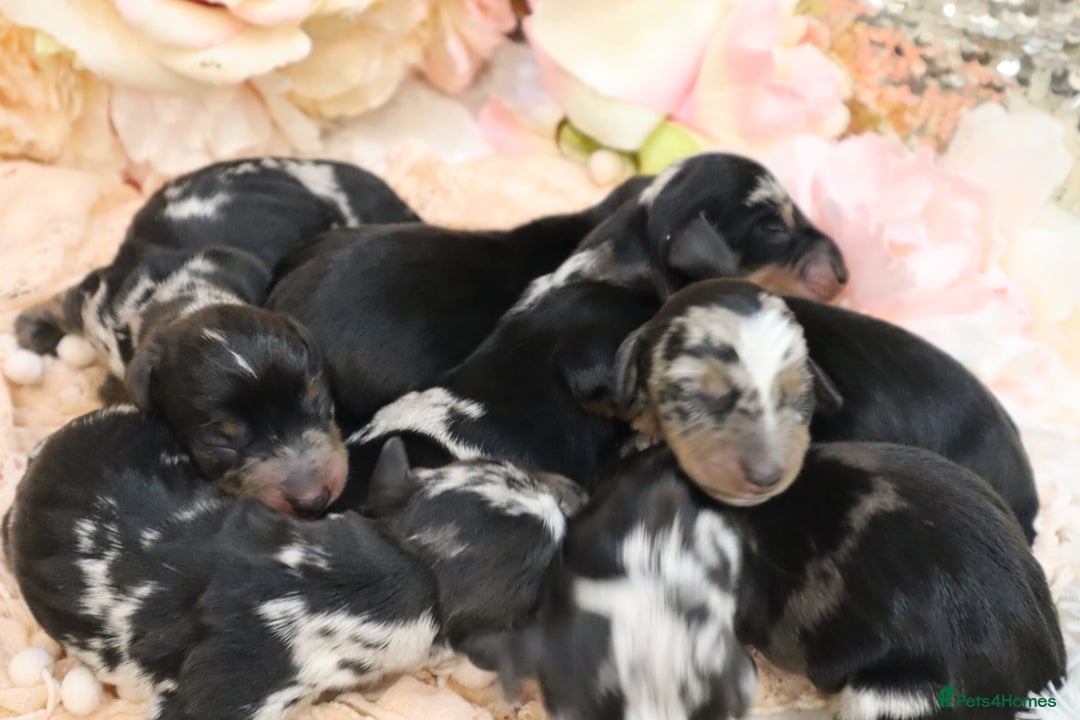 Miniature Dachshund dogs for sale: KC Miniature Dachshund Puppies - Advert 7