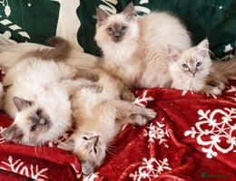 Ragdoll cats Stunning Adult Ragdoll and Kittens available! - Advert 6