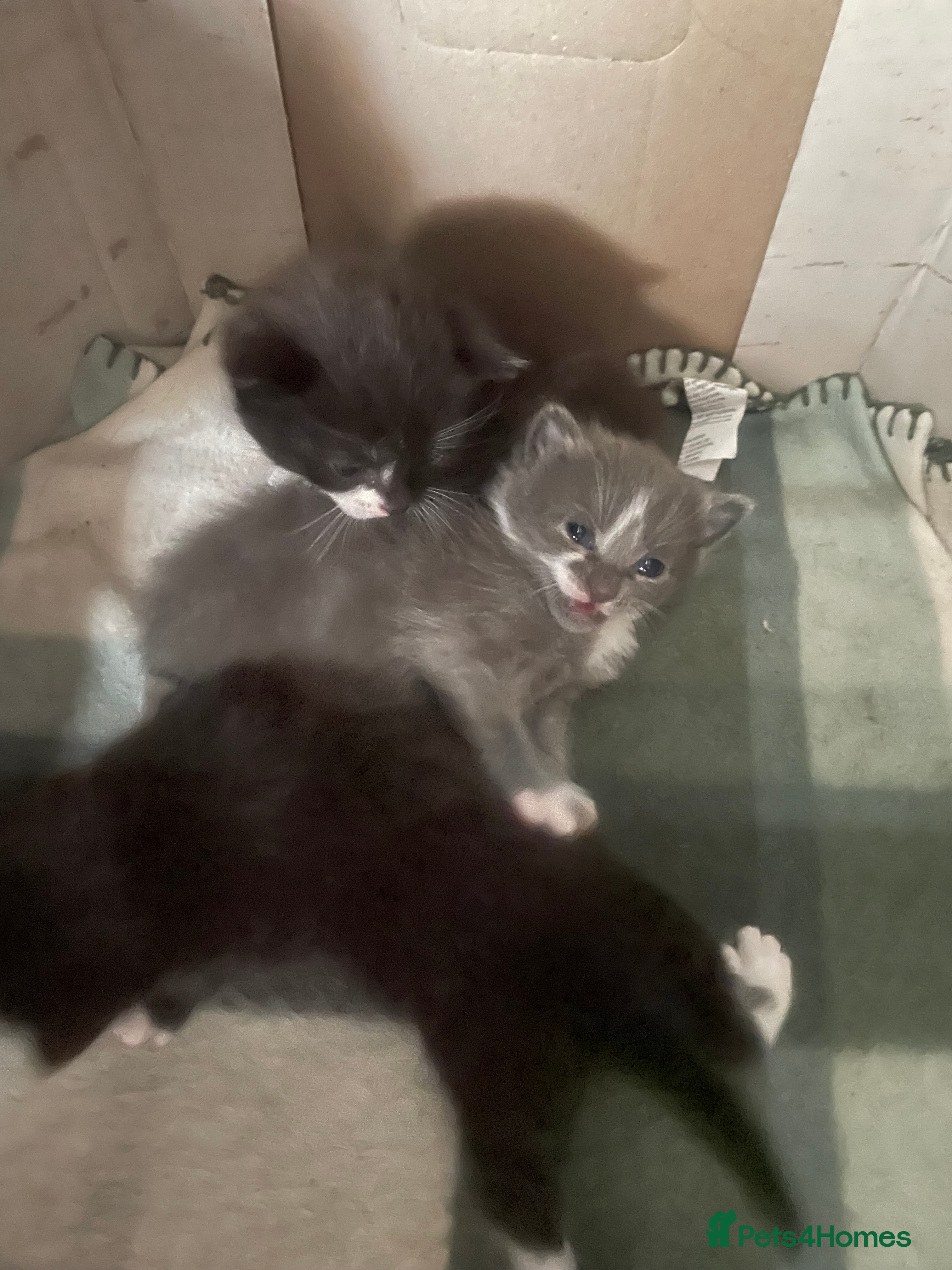 Mixed Breed cats for sale: Three beautiful girls  - Advert 2