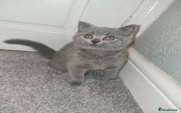 British Shorthair cats for sale: 3 beautiful bsh female kittens available  - Image 9
