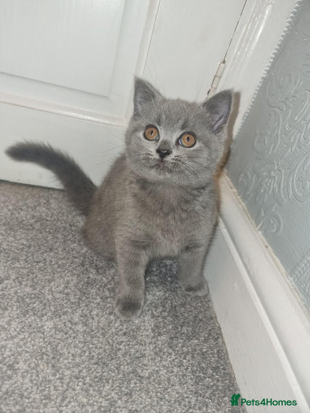 British Shorthair cats for sale: 3 beautiful bsh female kittens available  - Image 9