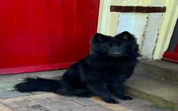 German Shepherd dogs for stud: Black German Shepherd at Stud - Image 9