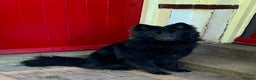 German Shepherd dogs for stud: Solid Black Long Coat German Shepherd Dog at Stud - Advert 11