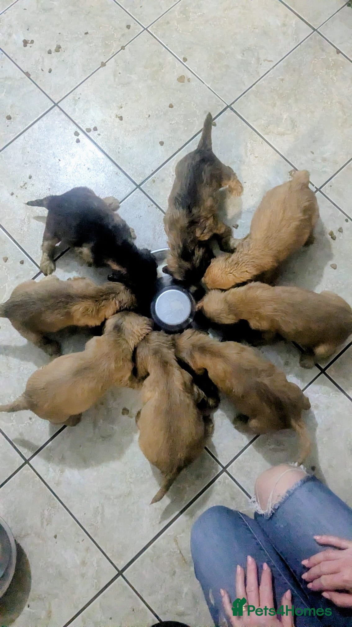 Cocker Spaniel dogs 1 Stunning red boy KC show cocker PRA FN tested  - Advert 2