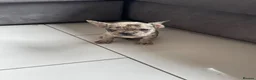 French Bulldog dogs for sale: French bulldog  - Advert 18
