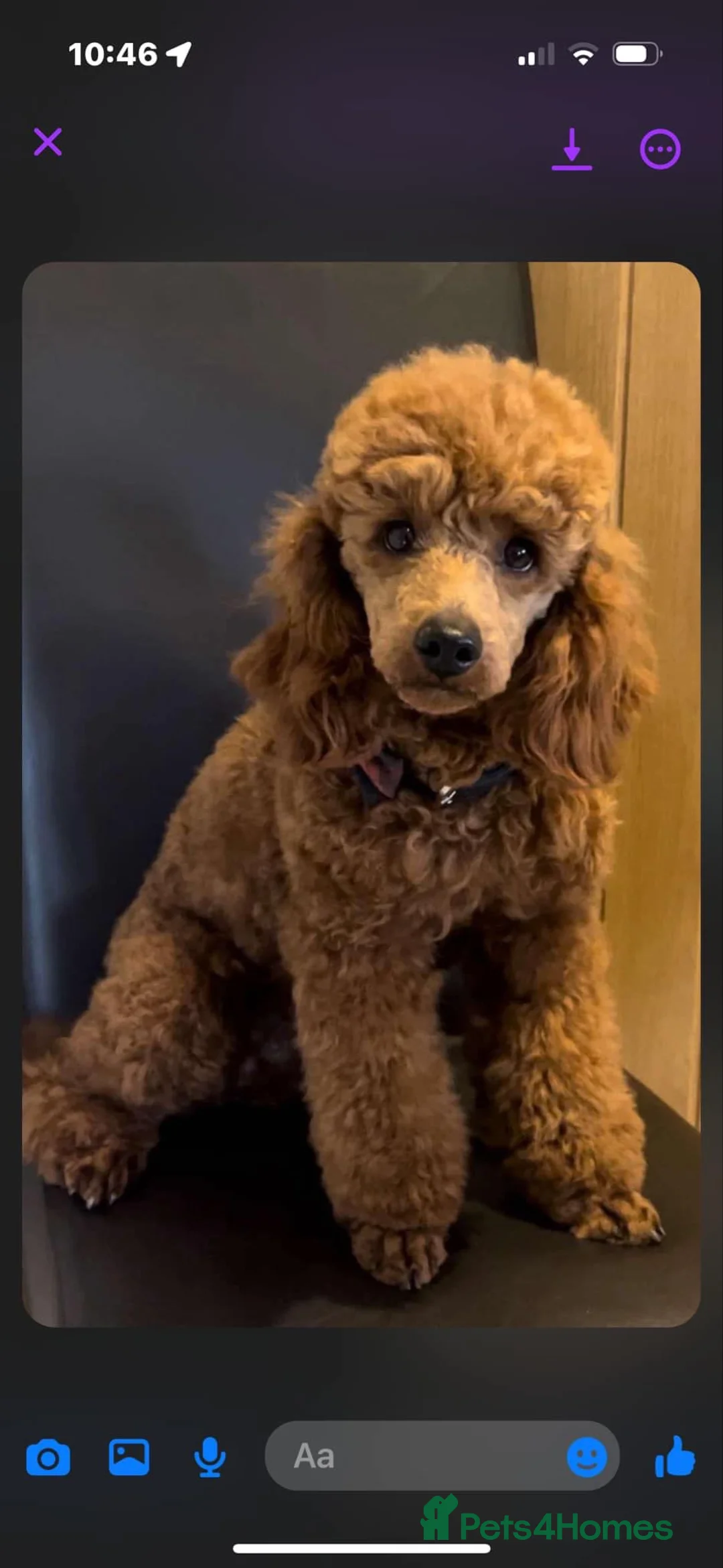 Cavapoo dogs for sale: ⭐️fully health clear stunning cavapoos⭐️ in Staines - Advert 22