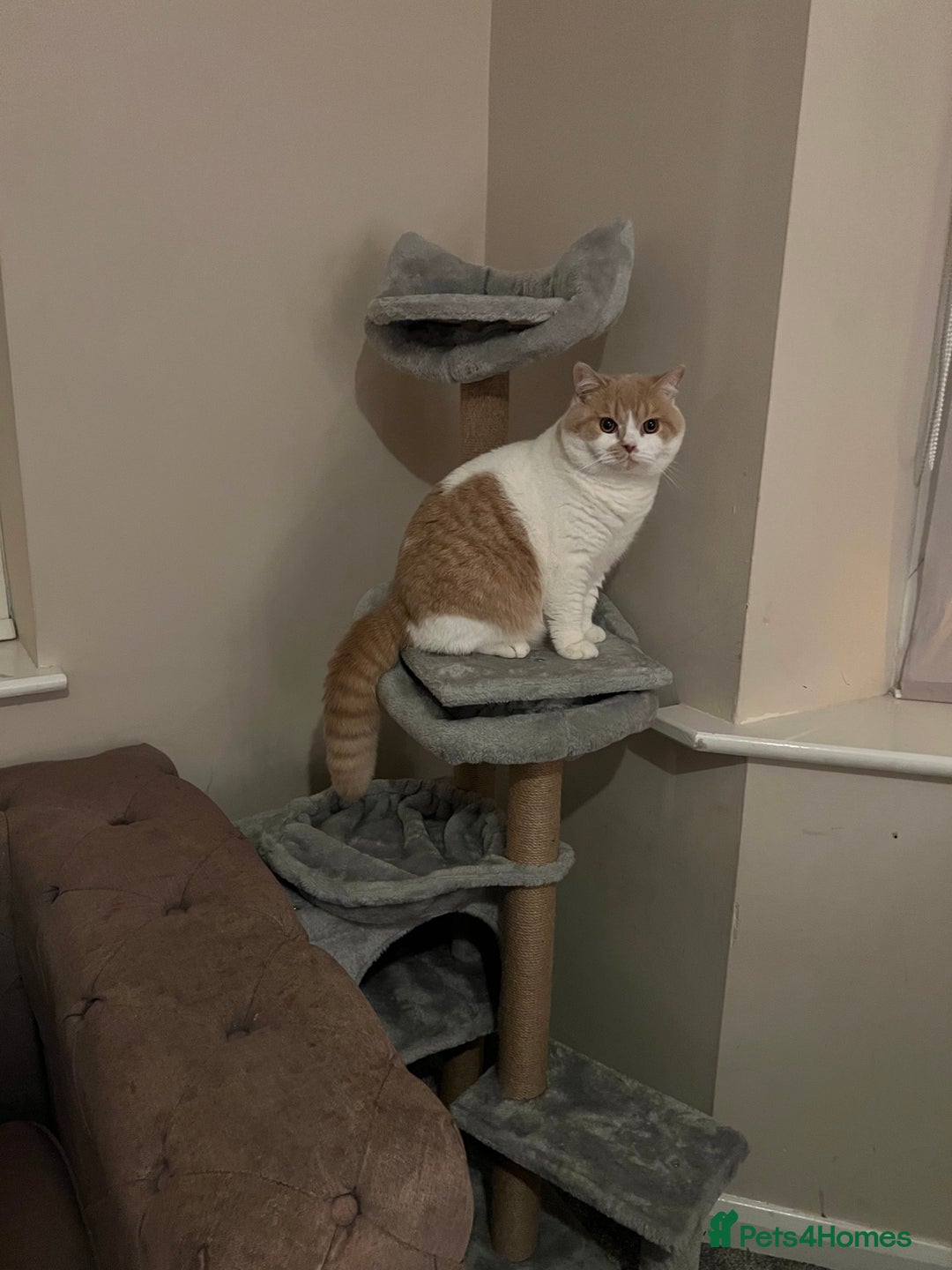 British Shorthair cats for sale: British Shorthair Kitten - Advert 2