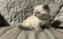 Persian cats for sale: Persian Cross Kittens ready to leave today  - Image 1