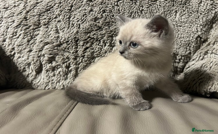 Persian cats - Advert 1
