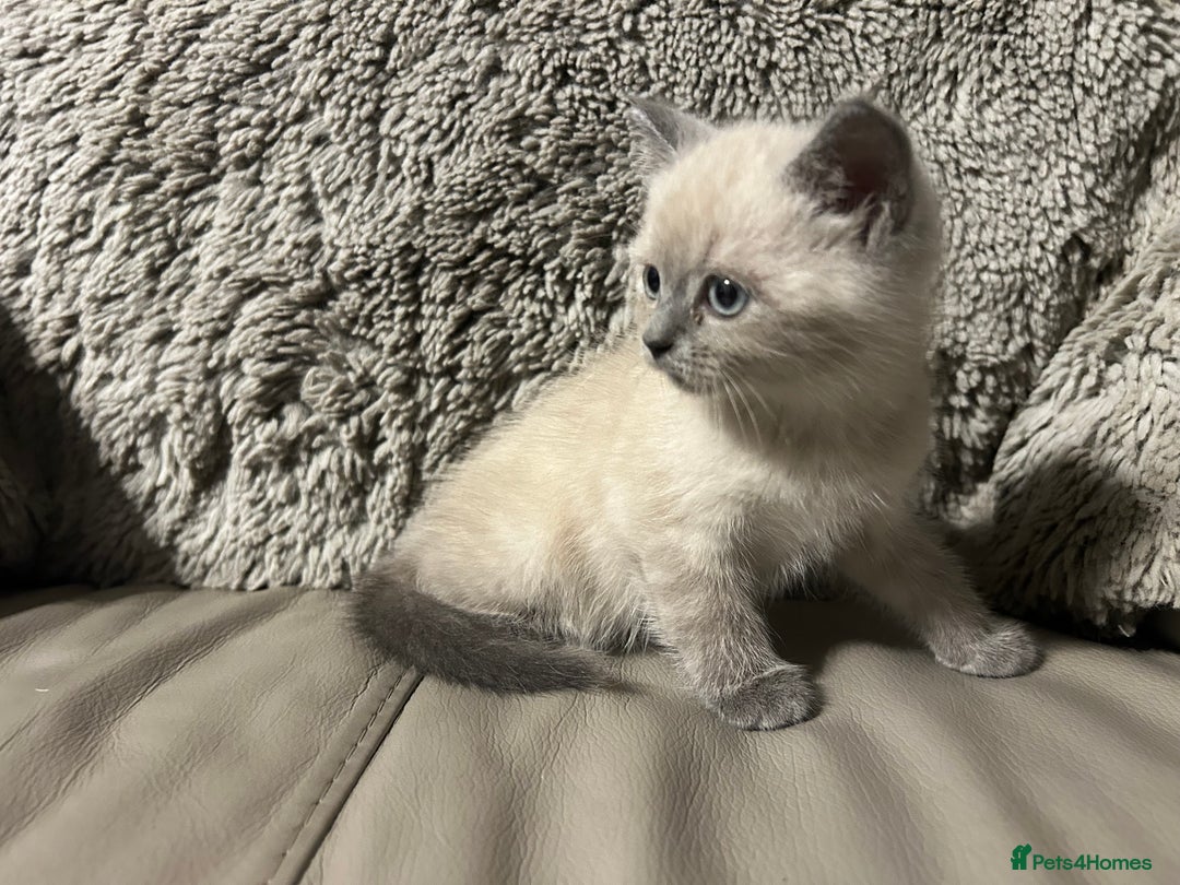 Persian cats for sale: Persian Cross Kittens ready to leave today  - Image 1
