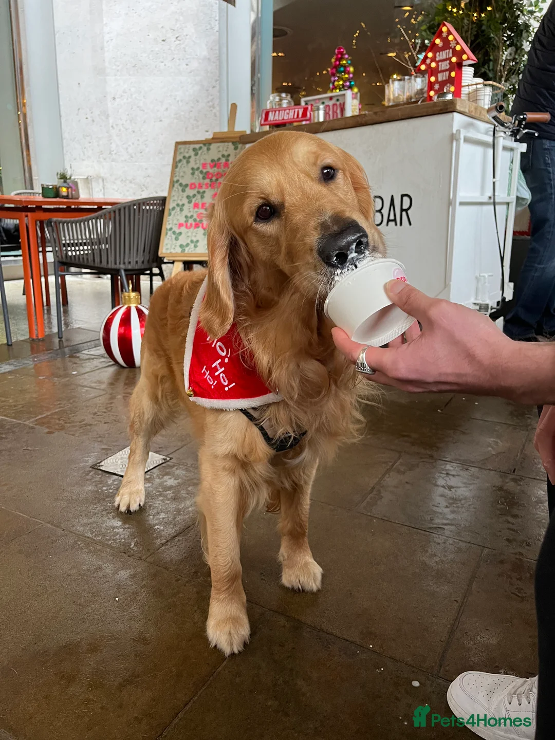 Golden Retriever dogs for stud: Kobe - KC Registered Golden Retriever Stud  - Advert 4