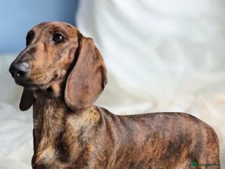 Dachshund dogs Standard dachshund - Advert 16