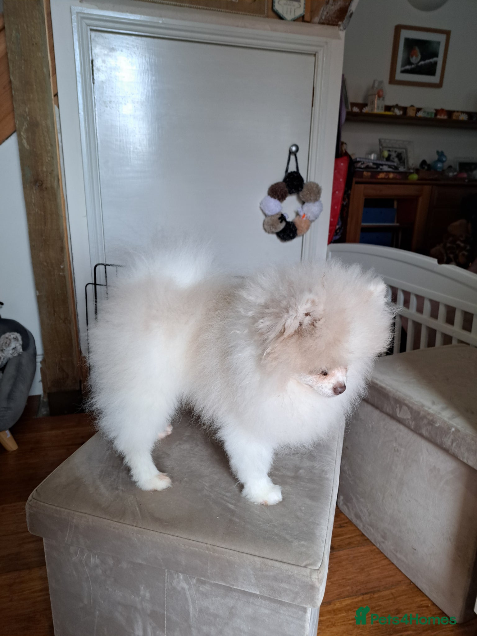 Pomeranian dogs for sale: Gorgeous Pale Lilac Merle Male in Ryde - Advert 4