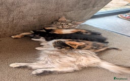 Maine Coon cats for sale: 😽 Cuddly Maine coon kittens 😽 in Preston - Image 3