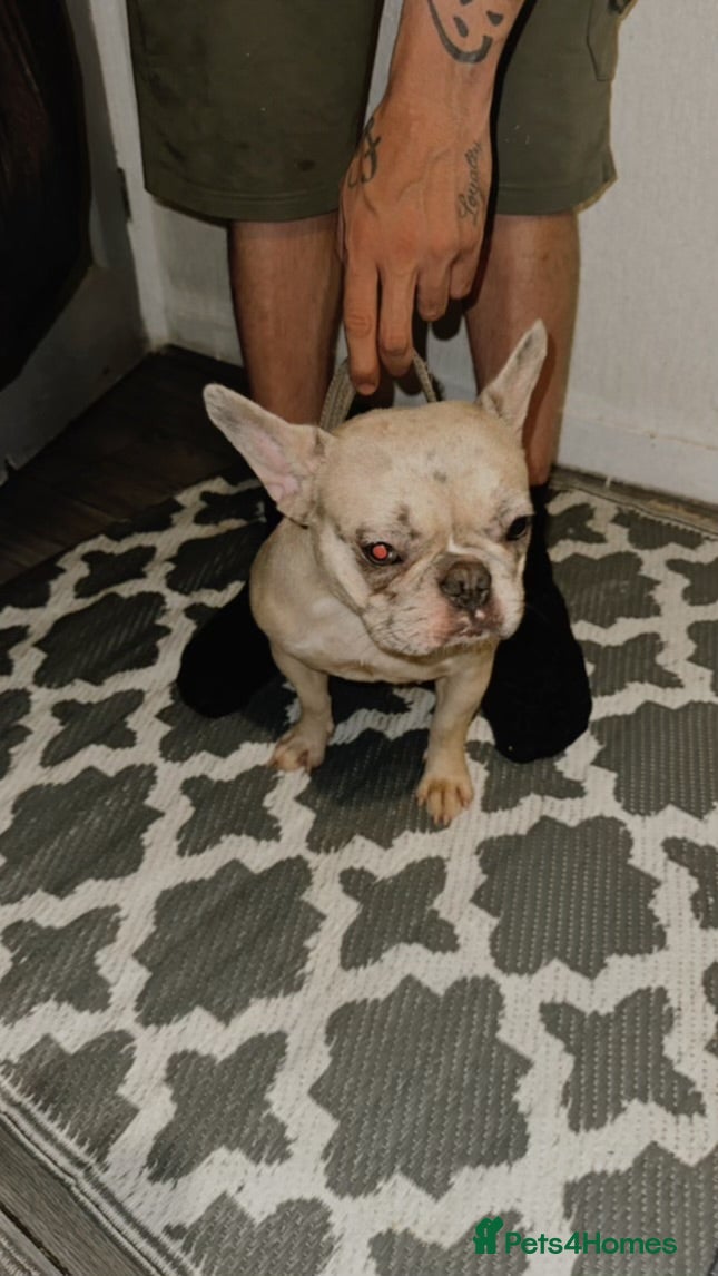 French Bulldog dogs True type french bulldog  - Advert 5
