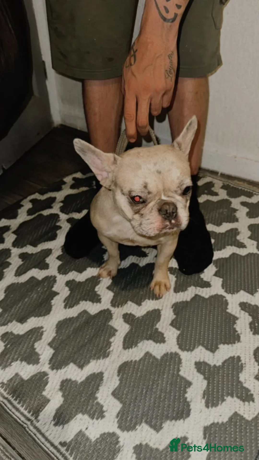 French Bulldog dogs for sale: True type french bulldog  - Advert 1