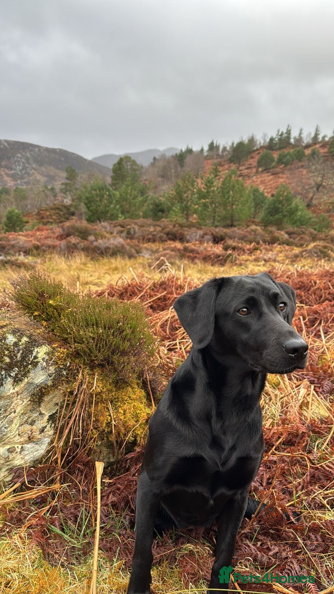 Labrador Retriever dogs for sale: 🐾 Beautiful Black Labrador Pups Ready 9 Jan 26 🐾 - Advert 2