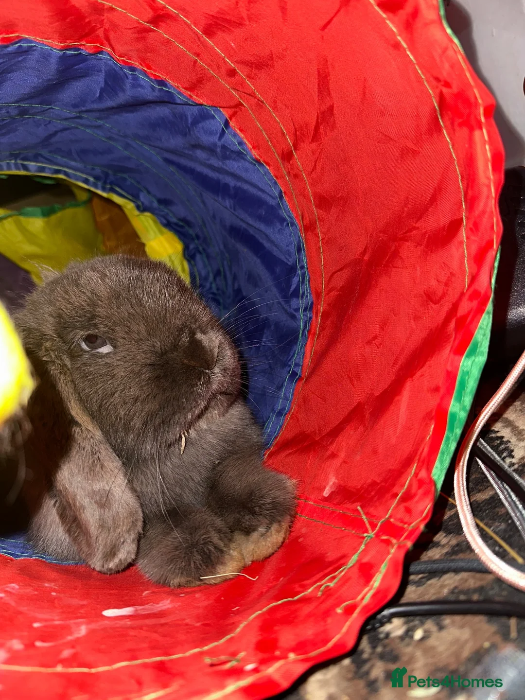 Mini Lop rabbits for sale: 2 male mini lops available for sale in Manchester - Advert 7