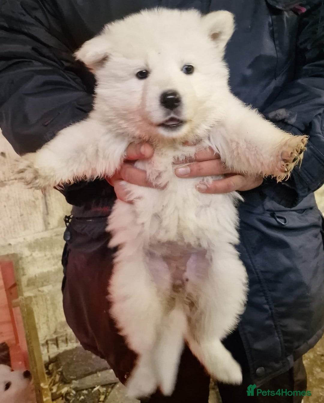 White Swiss Shepherd dogs for sale: ✨KC Reg Long Coat Swiss Shepherds– Champion Lines✨ - Advert 5
