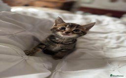 British Shorthair cats for sale: Kittens for sale  - Image 12