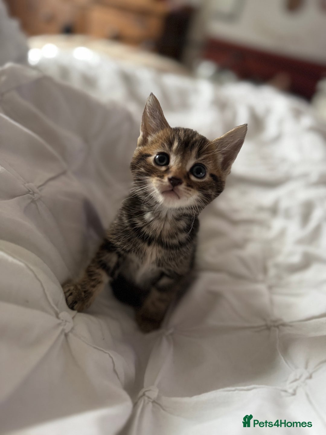 British Shorthair cats for sale: Kittens for sale  - Image 12