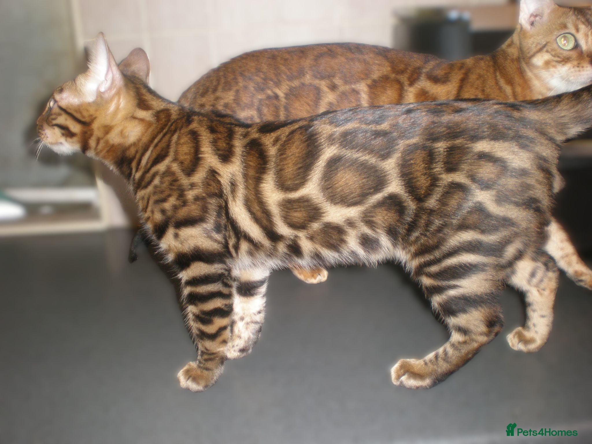 Bengal cats 5 Beautiful Bengal Kittens Ready Now  - Advert 1