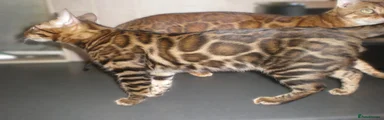 Bengal 1