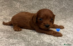 Cavapoo dogs for sale: Fully health tested Cavapoo pups🐶🎅 **   - Advert 8
