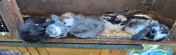 Mini Lop rabbits for sale: Mini Lop Baby Rabbits - Advert 4