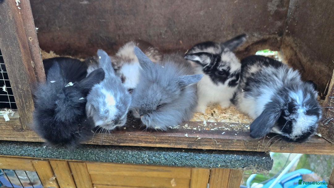 Mini Lop rabbits for sale: Mini Lop Baby Rabbits - Advert 4