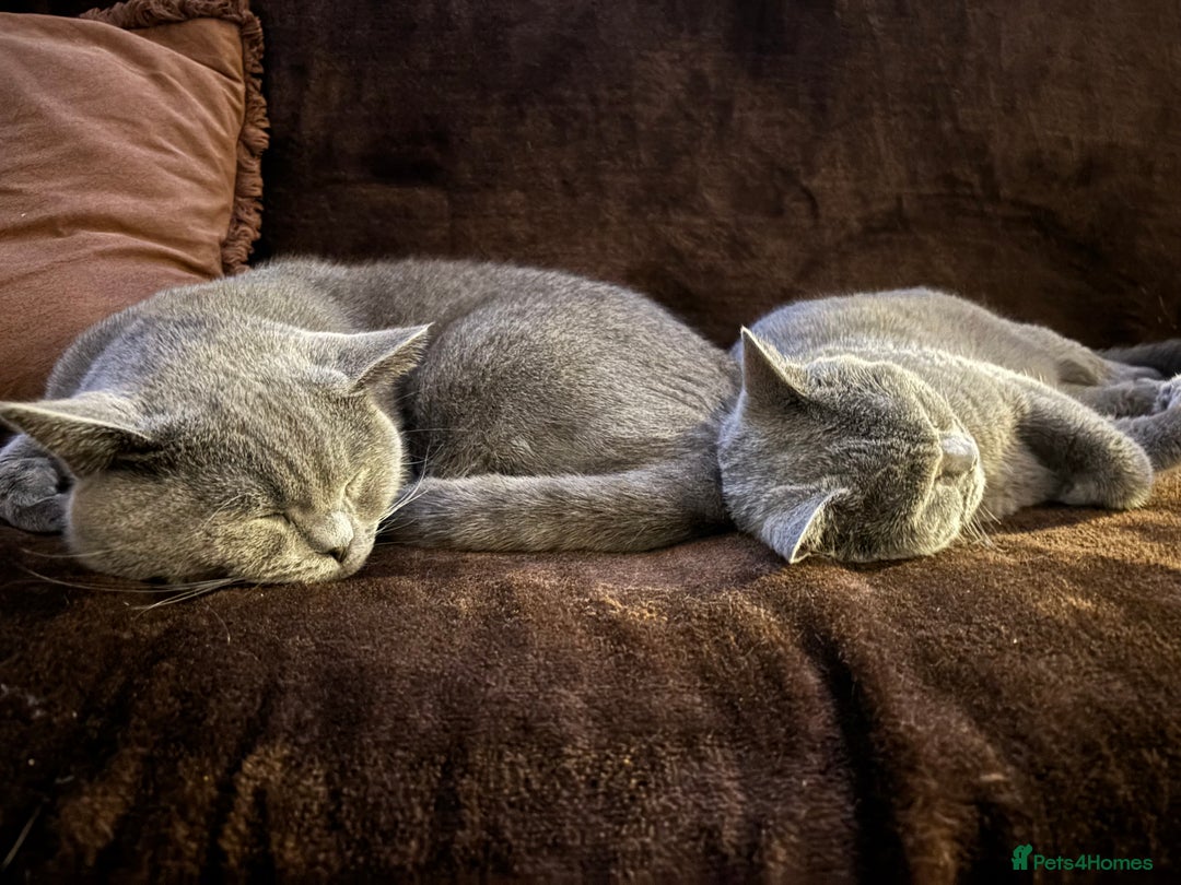 British Shorthair cats for sale: TICA registered purebreed BritishShorthair Kittens - Advert 16