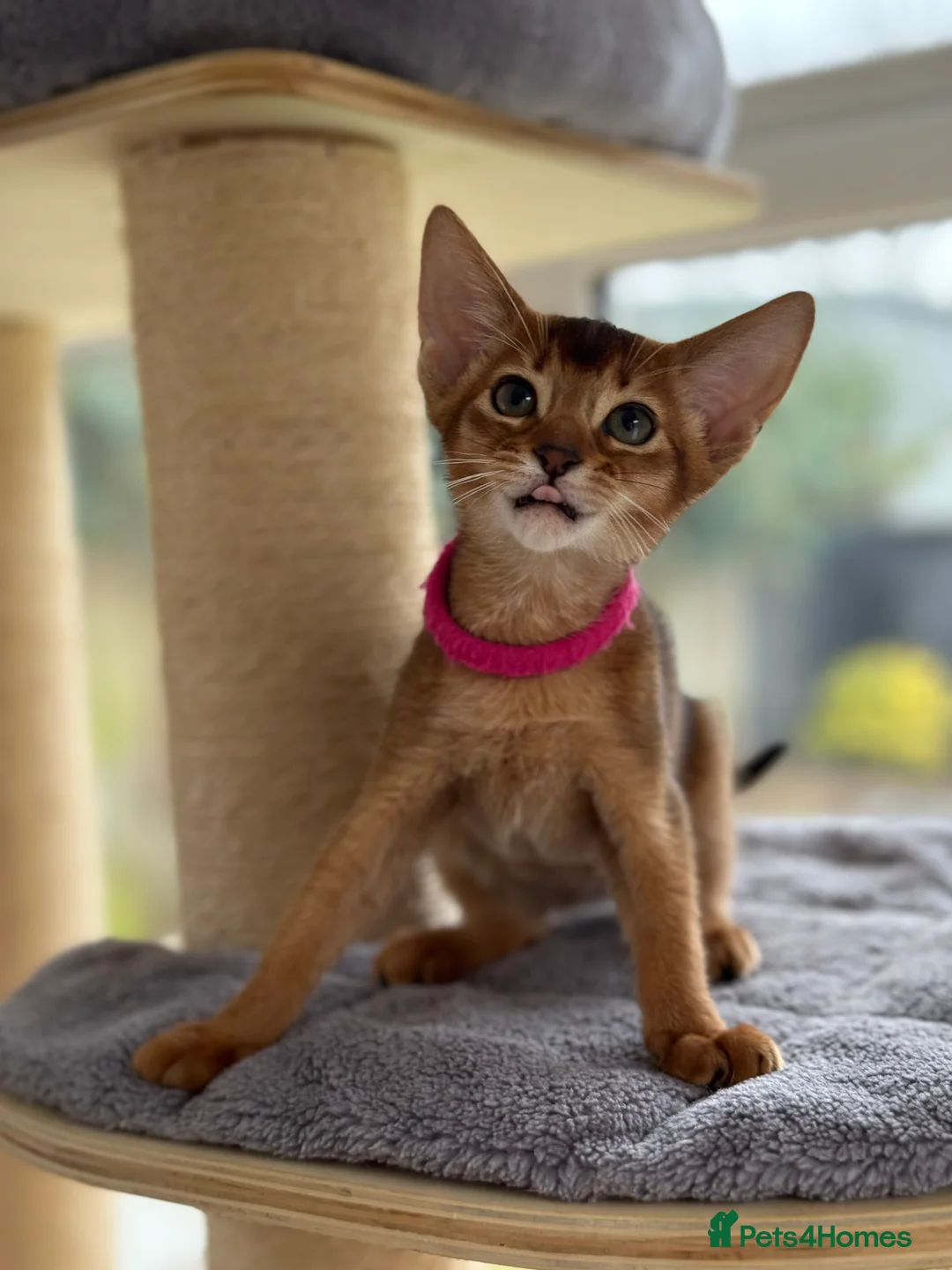 Abyssinian cats for sale:  😽Ch.parents kittens GCCF registered  - Advert 4