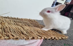 Netherland Dwarf rabbits for sale: Netherlands dwarf bunnies  - Image 3