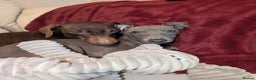 Italian Greyhound dogs for sale: Italian grey hound female  - Advert 5