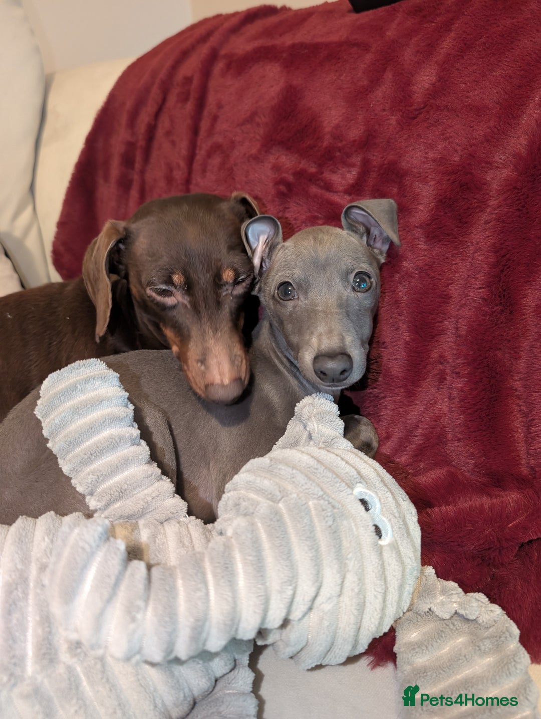 Italian Greyhound dogs for sale: Italian grey hound female  - Advert 5