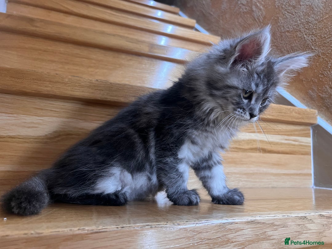 Maine Coon cats for sale: ❤️Maine Coon Girl❤️ - Advert 6