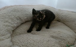 Mixed Breed cats for sale: Sweet kittens for sale - Image 13