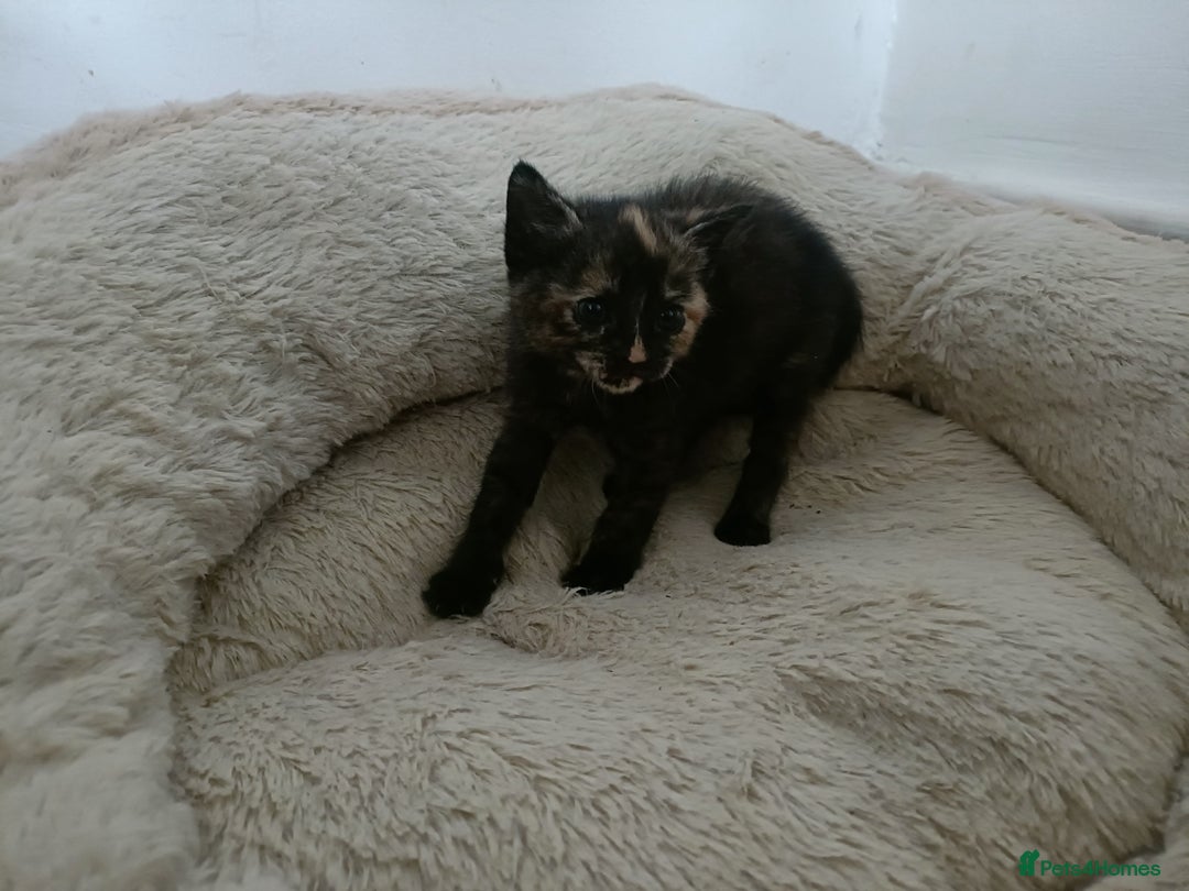Mixed Breed cats for sale: Sweet kittens for sale - Image 13