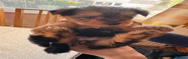 Yorkshire Terrier Puppy 1