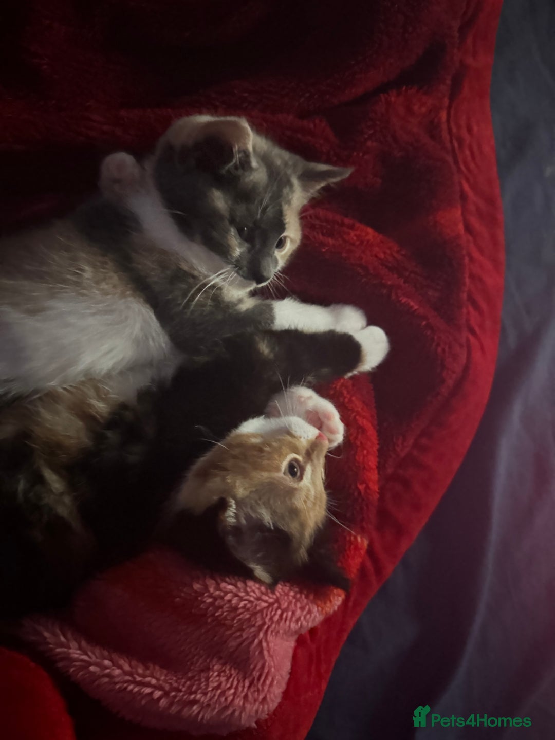 Mixed Breed cats for sale: Nebu/nova and luna(mother) - Advert 3