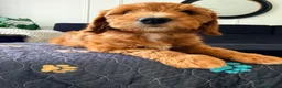 Australian Labradoodle dogs for sale: READY TO GO Australian Labradoodle x Cockapoo Pupp - Advert 12