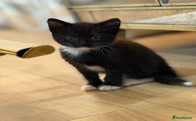 Mixed Breed cats - Advert 6