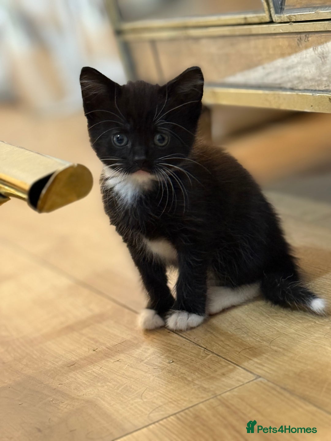Mixed Breed cats for sale: 2 female kittens ready 14th October  - Image 1