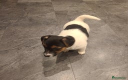 Jack Russell dogs for sale: Jack Russell Puppies - Image 8